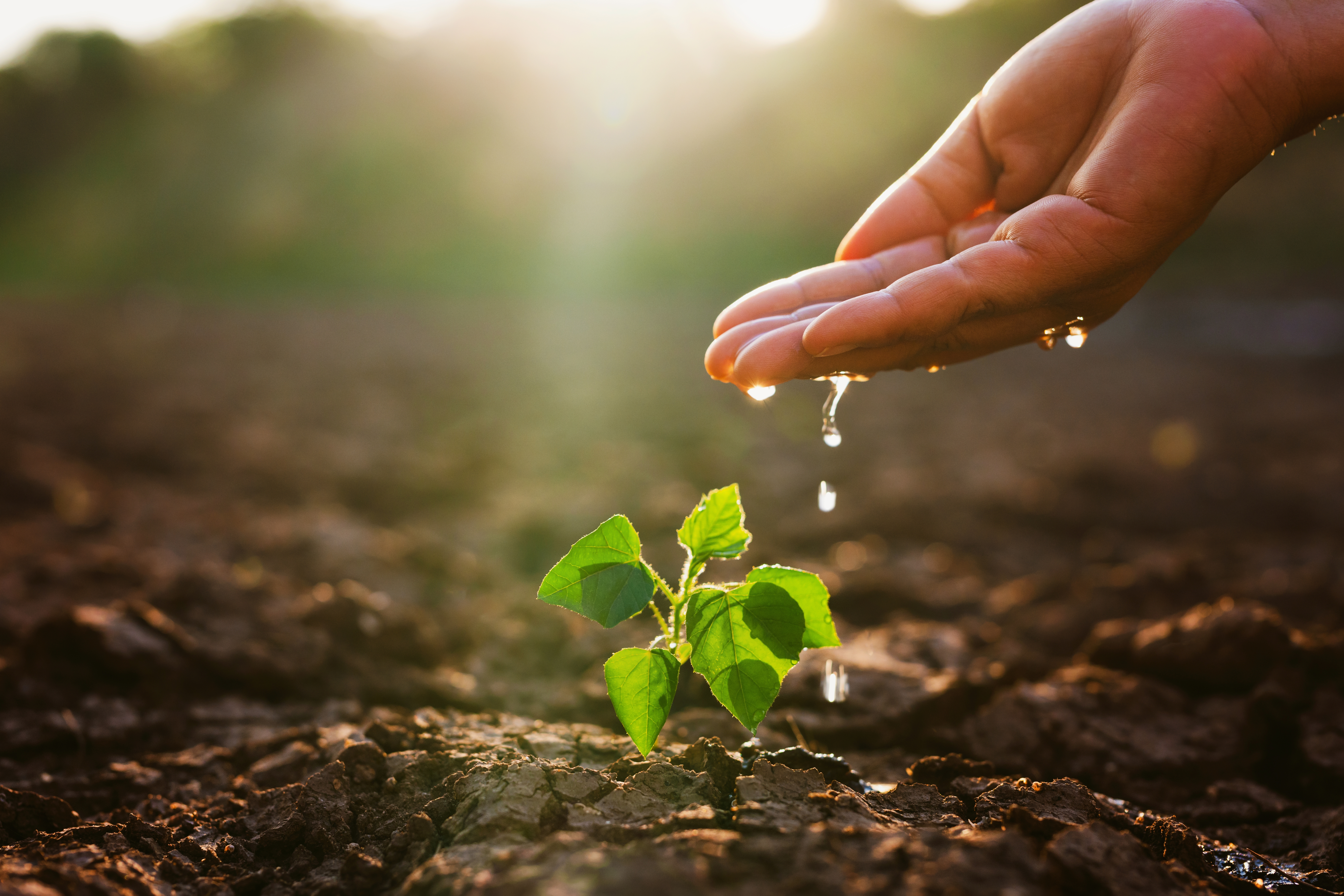 Conservación Ambiental