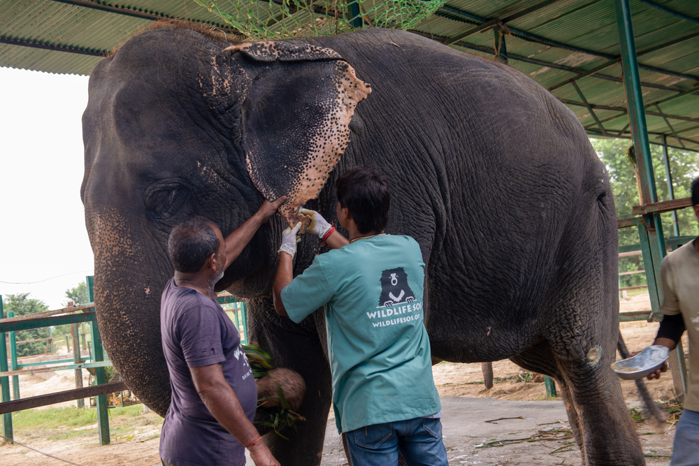 Restauración de Ecosistemas